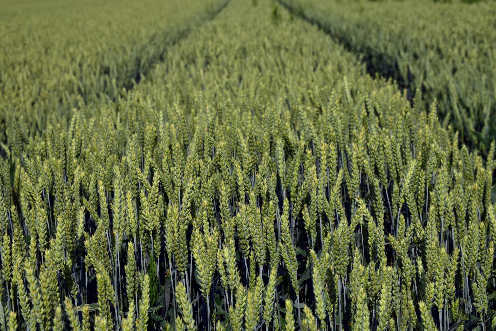 Nikon D3300 sample photo. Wheat, wheat field, cereals photography