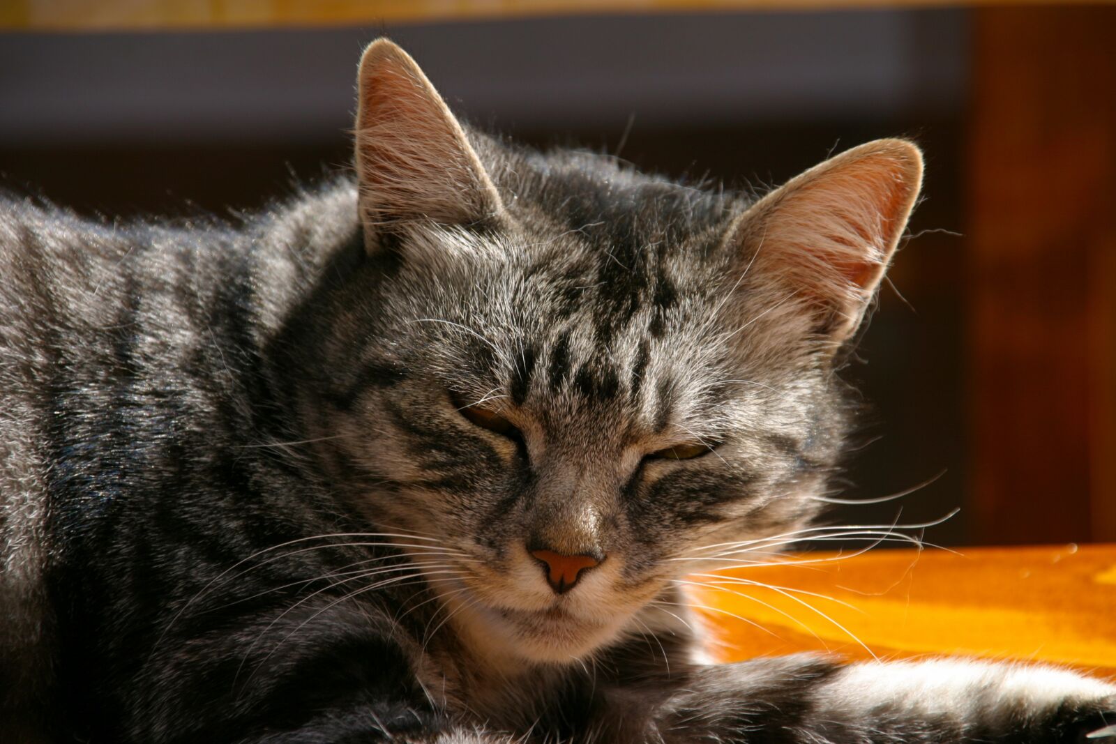 Canon EOS 10D sample photo. Cat, animal, pet photography