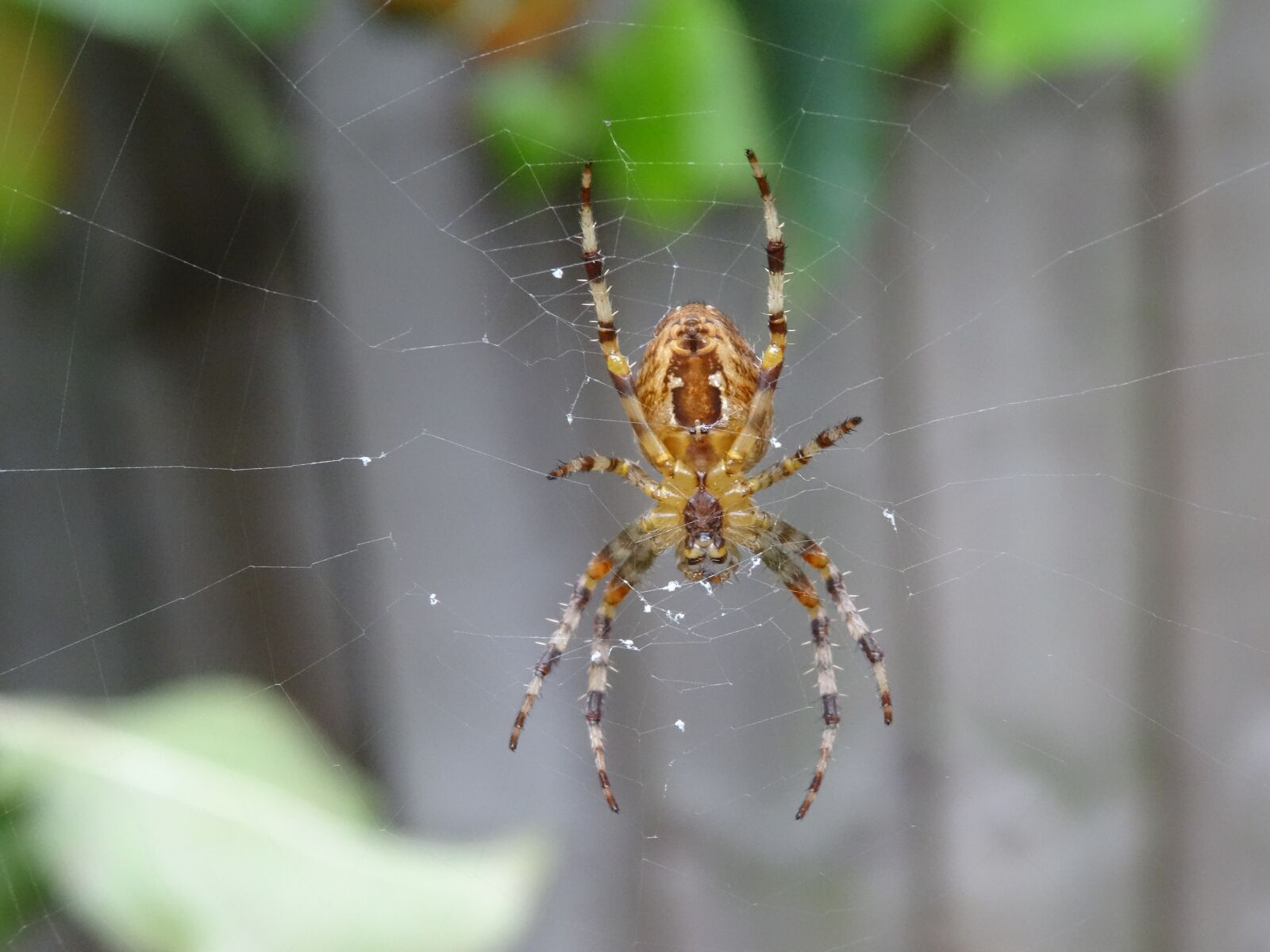 Sony DSC-HX50 sample photo. Spider, garden, close-up photography