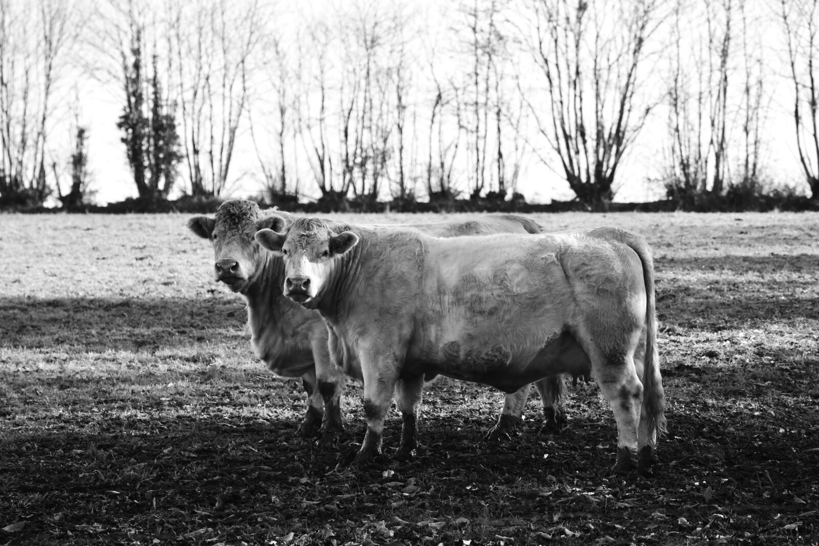 Nikon D610 sample photo. Mammal, livestock, agro-industry photography