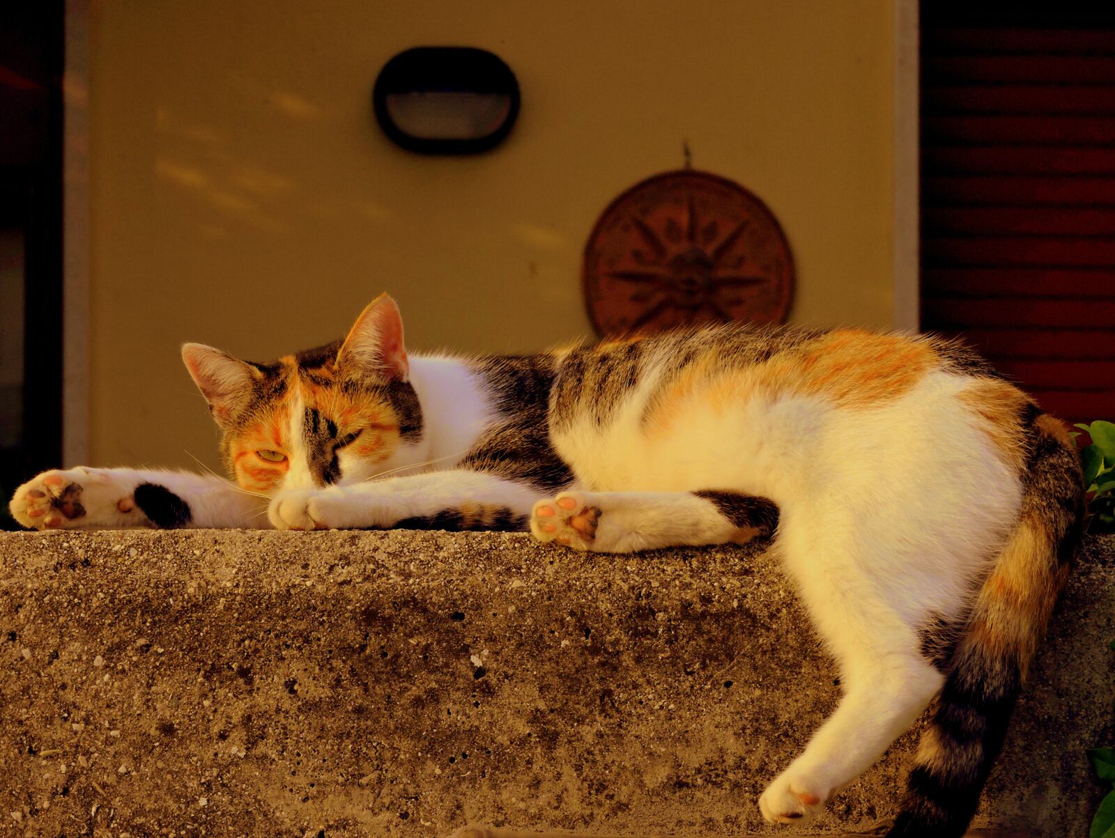 Nikon Coolpix P600 sample photo. Cat, sleep, pretend photography