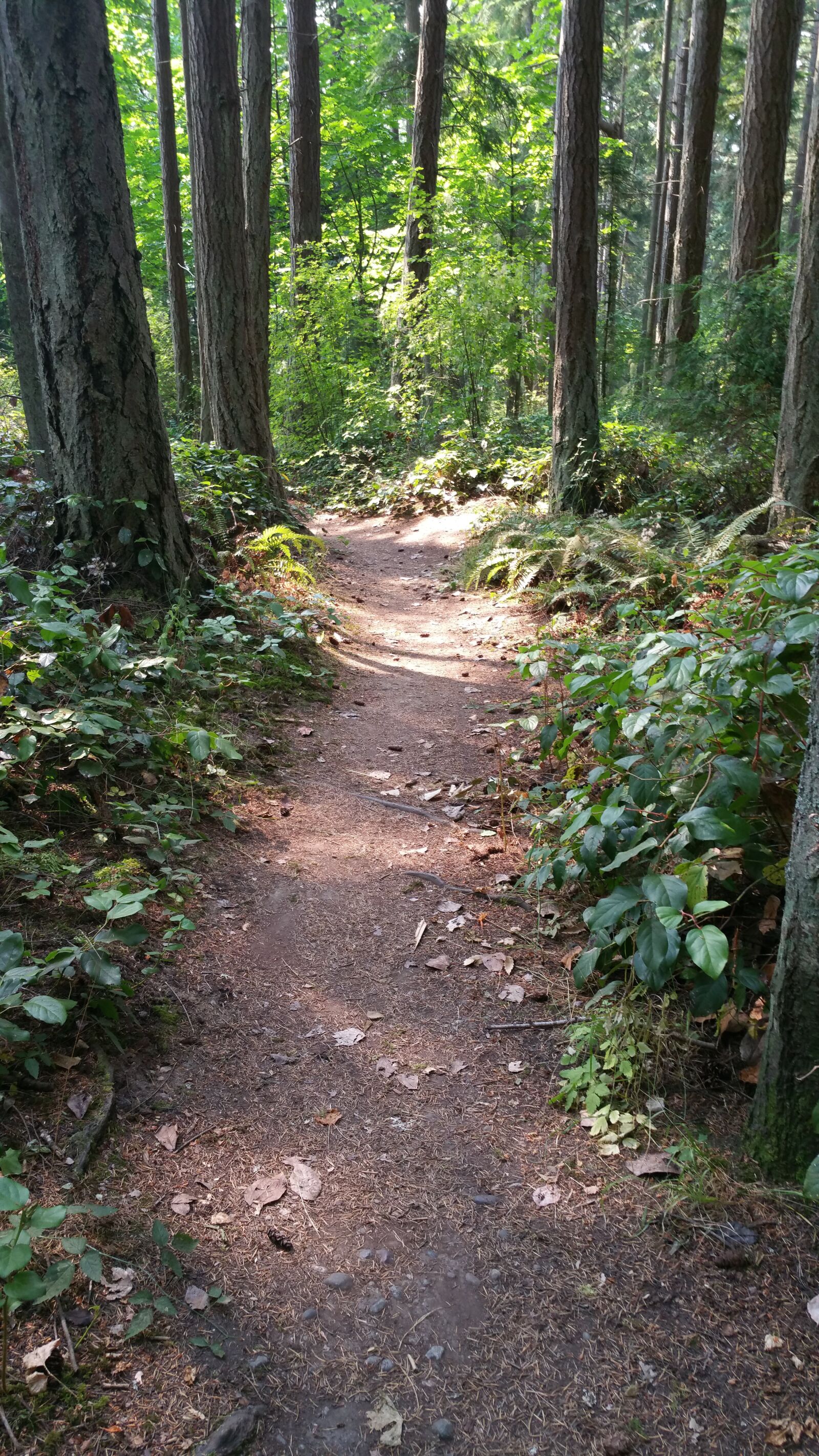 Samsung Galaxy Note4 sample photo. Woods, trees, pacific northwest photography