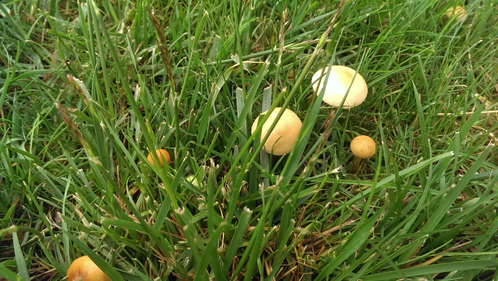 HTC ONE sample photo. Mushrooms photography
