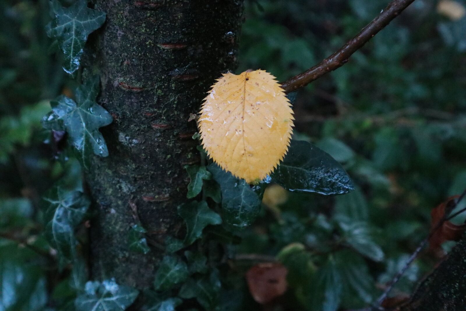 Canon EOS M100 sample photo. Leaf, fall, season photography