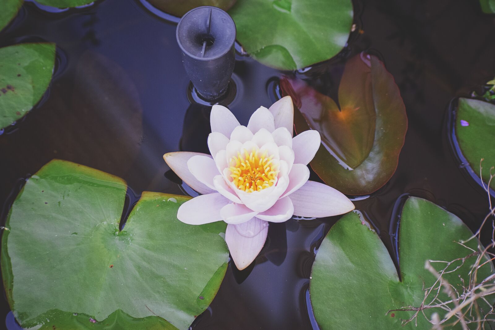 Nikon D5300 sample photo. Lily pad, lily, flower photography