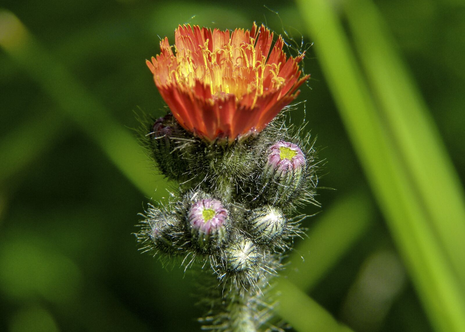 Panasonic Lumix DMC-FZ100 sample photo. Hawk, weed, buds photography