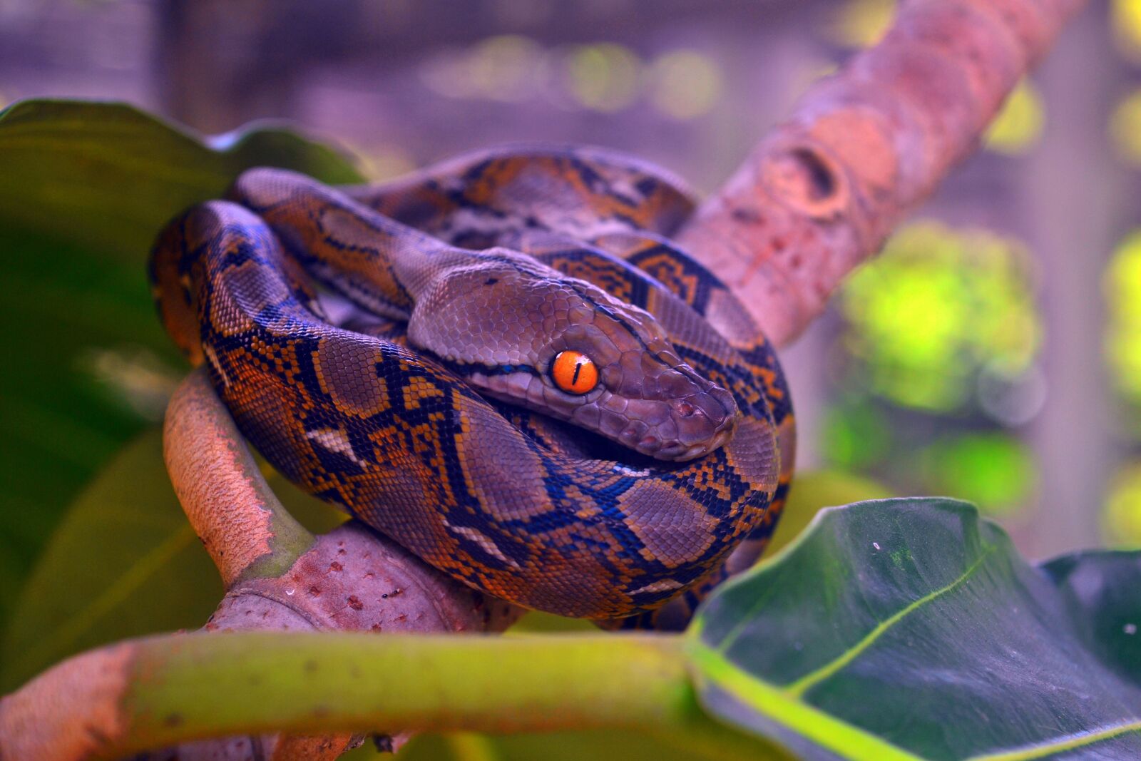 Nikon D3100 sample photo. Eyes, wide, open photography