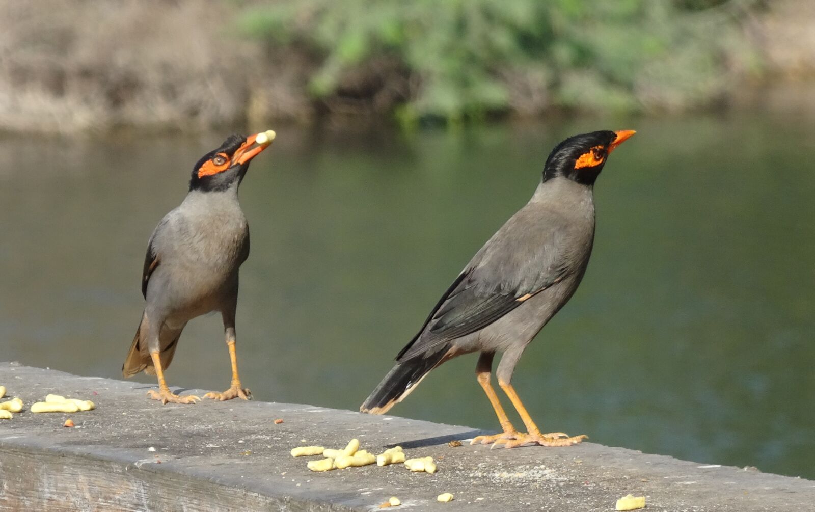 Sony Cyber-shot DSC-HX90V sample photo. Bank myna, passerine, acridotheres photography
