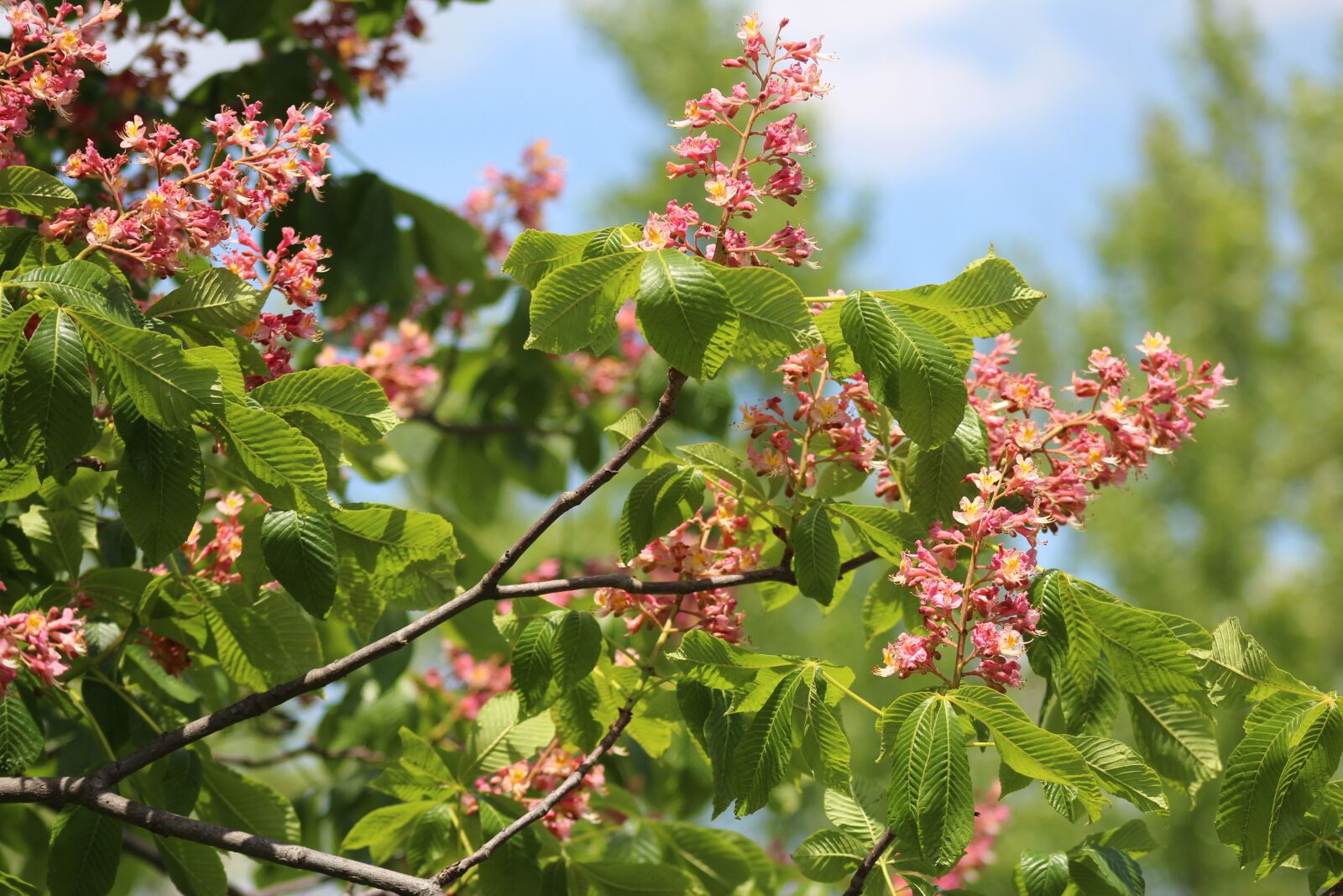 Canon EOS 700D (EOS Rebel T5i / EOS Kiss X7i) + Canon EF 75-300mm f/4-5.6 USM sample photo. Tree, chestnut, flowers photography