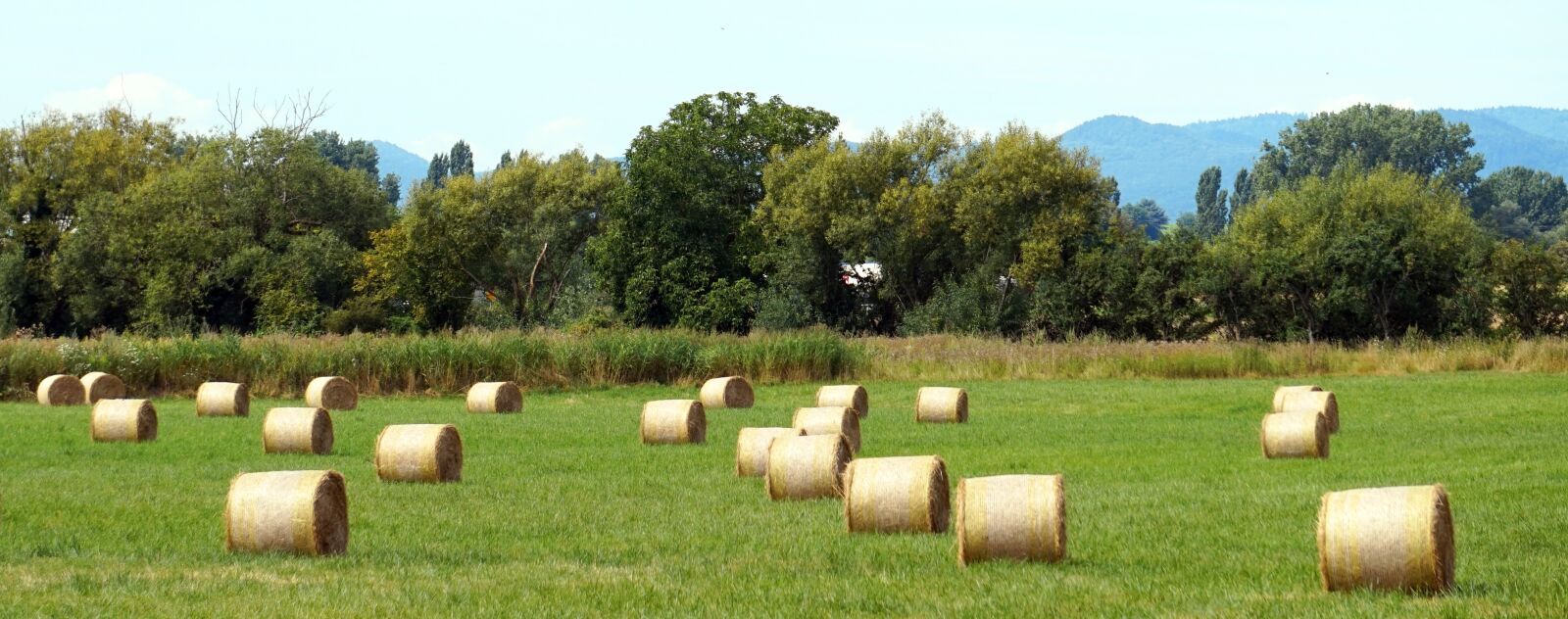 Sony Alpha a5000 (ILCE 5000) + Sony E 55-210mm F4.5-6.3 OSS sample photo. Hay, straw, agriculture photography
