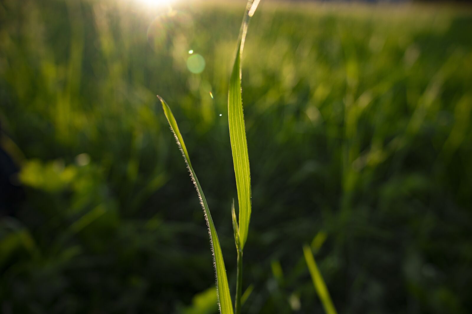 Canon EOS 200D (EOS Rebel SL2 / EOS Kiss X9) sample photo. Grass, light, nature photography