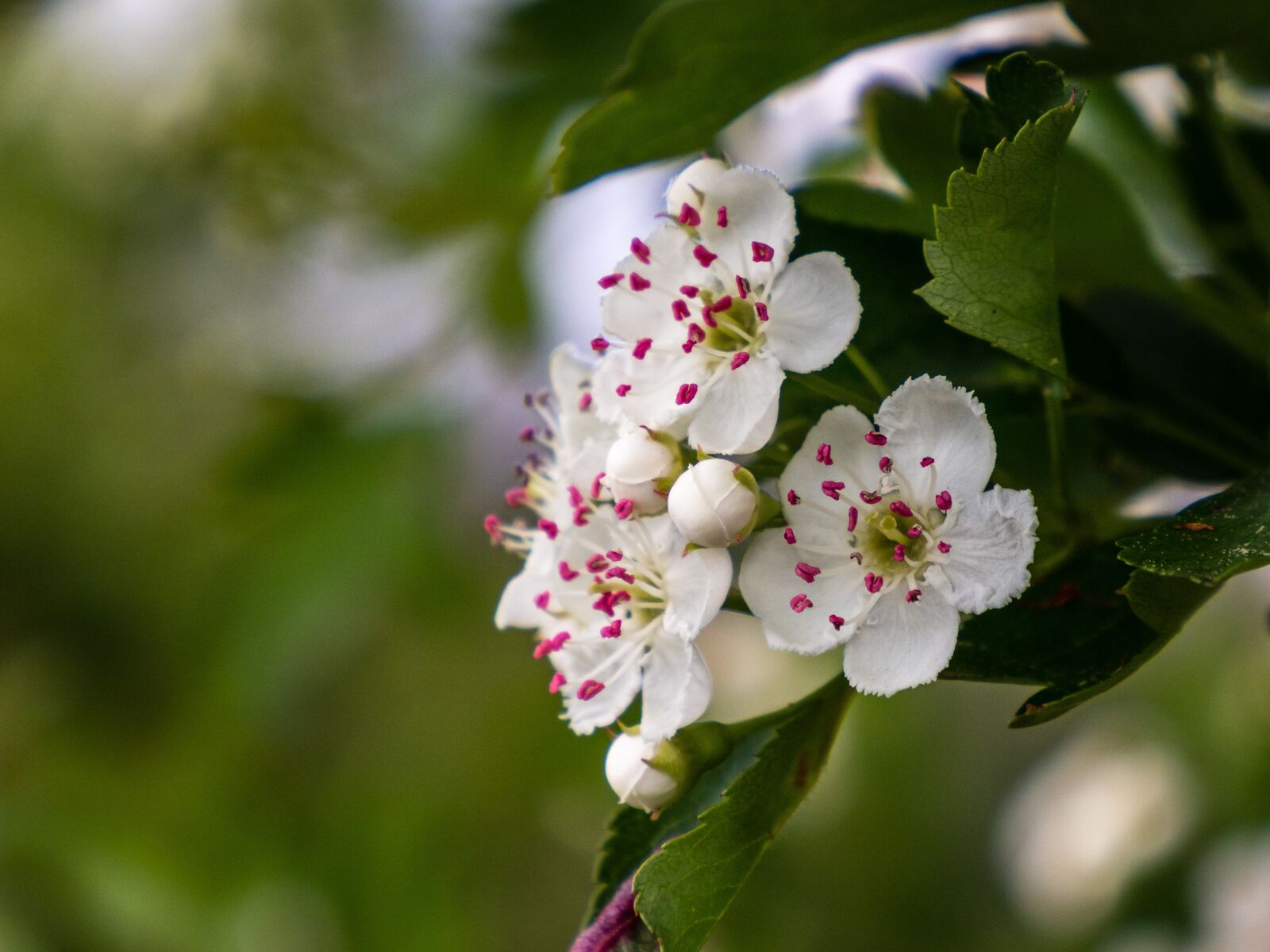 Olympus OM-D E-M10 III sample photo. Flowers, bud, full photography