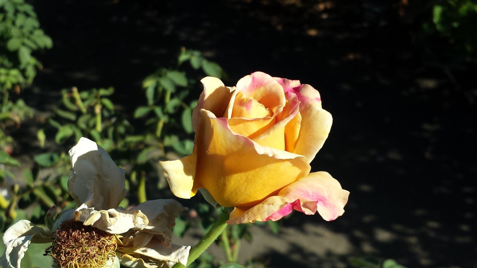 Samsung Galaxy S4 sample photo. Rose, honey dijon rose photography