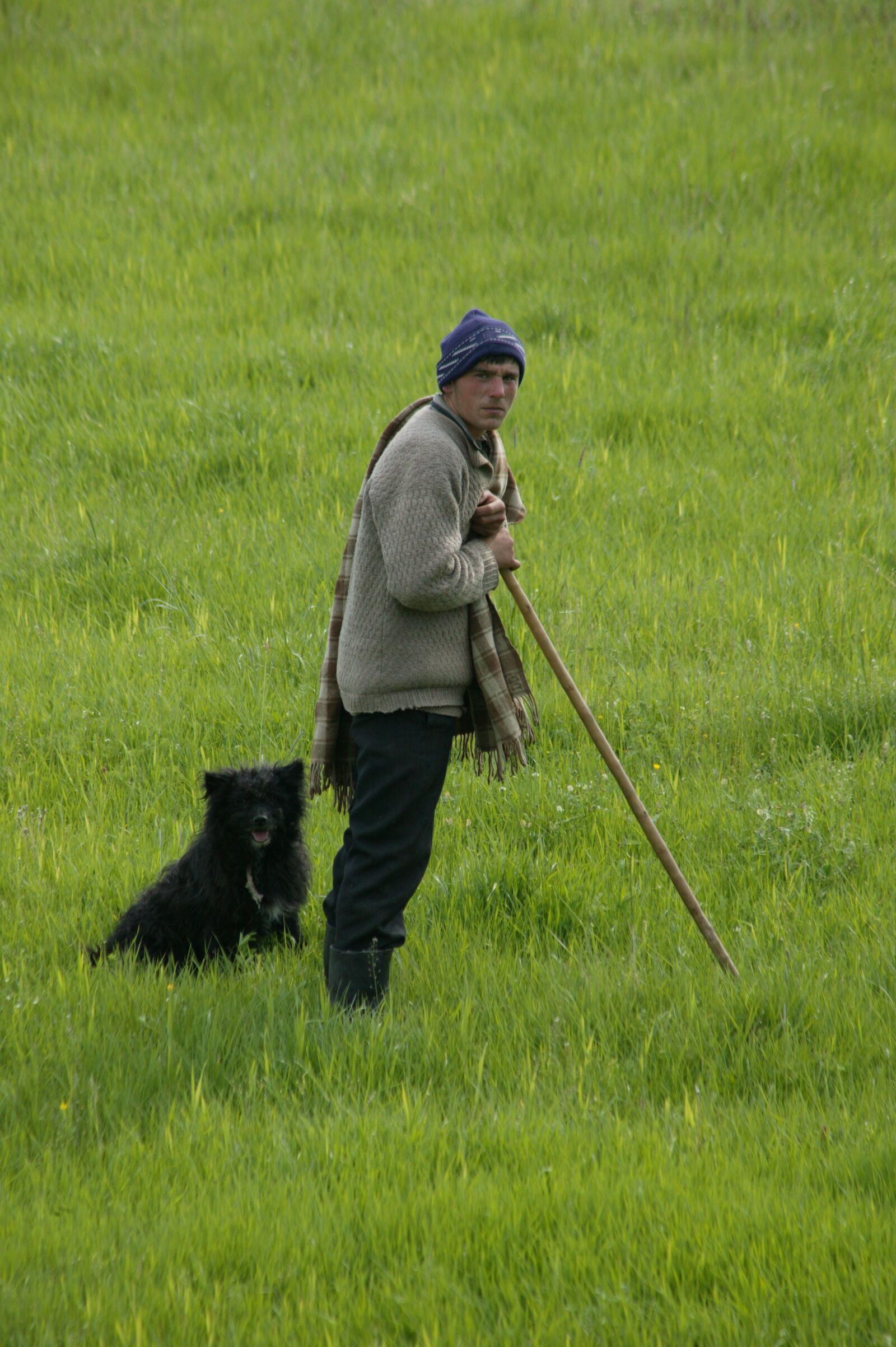 Canon EOS-1Ds sample photo. Sheepman, field, dog photography