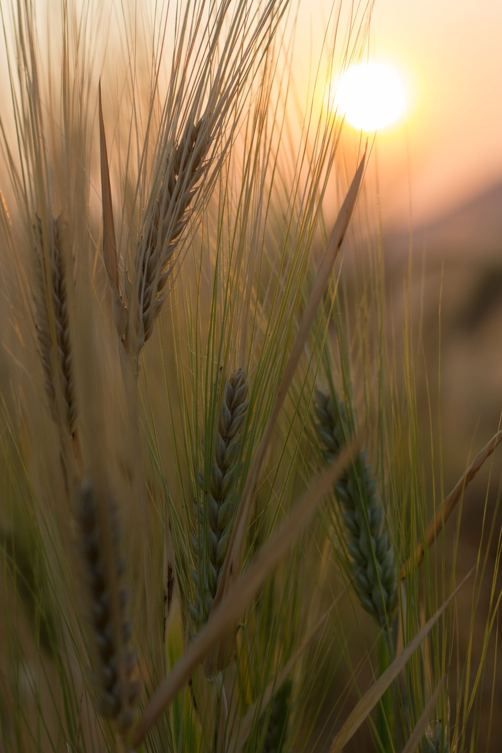 Canon EOS 60D + Canon EF 50mm F1.8 II sample photo. Wheat, field, crop photography
