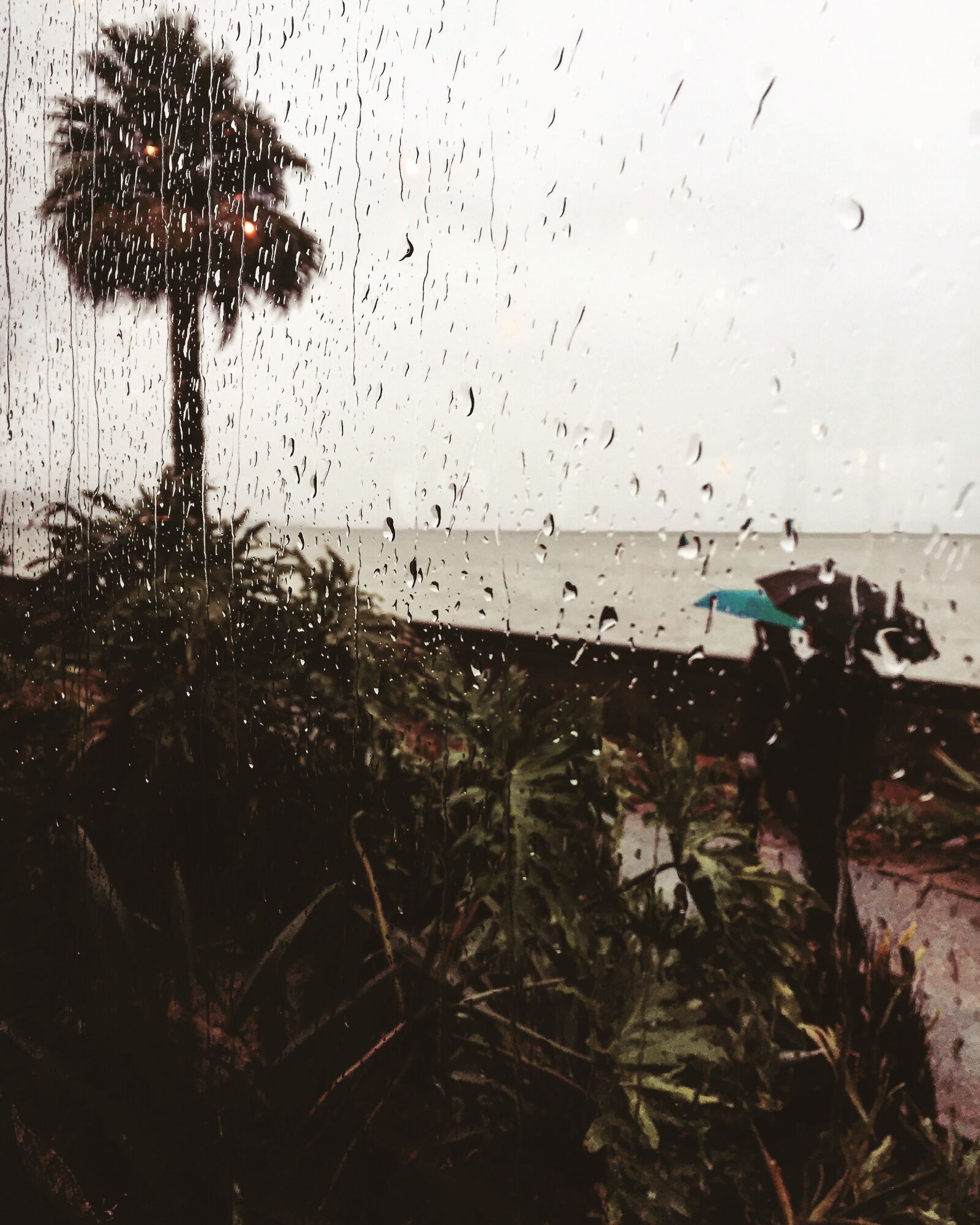 iPhone 6 back camera 4.15mm f/2.2 sample photo. Rainy day, millbrea ca, 2015 photography