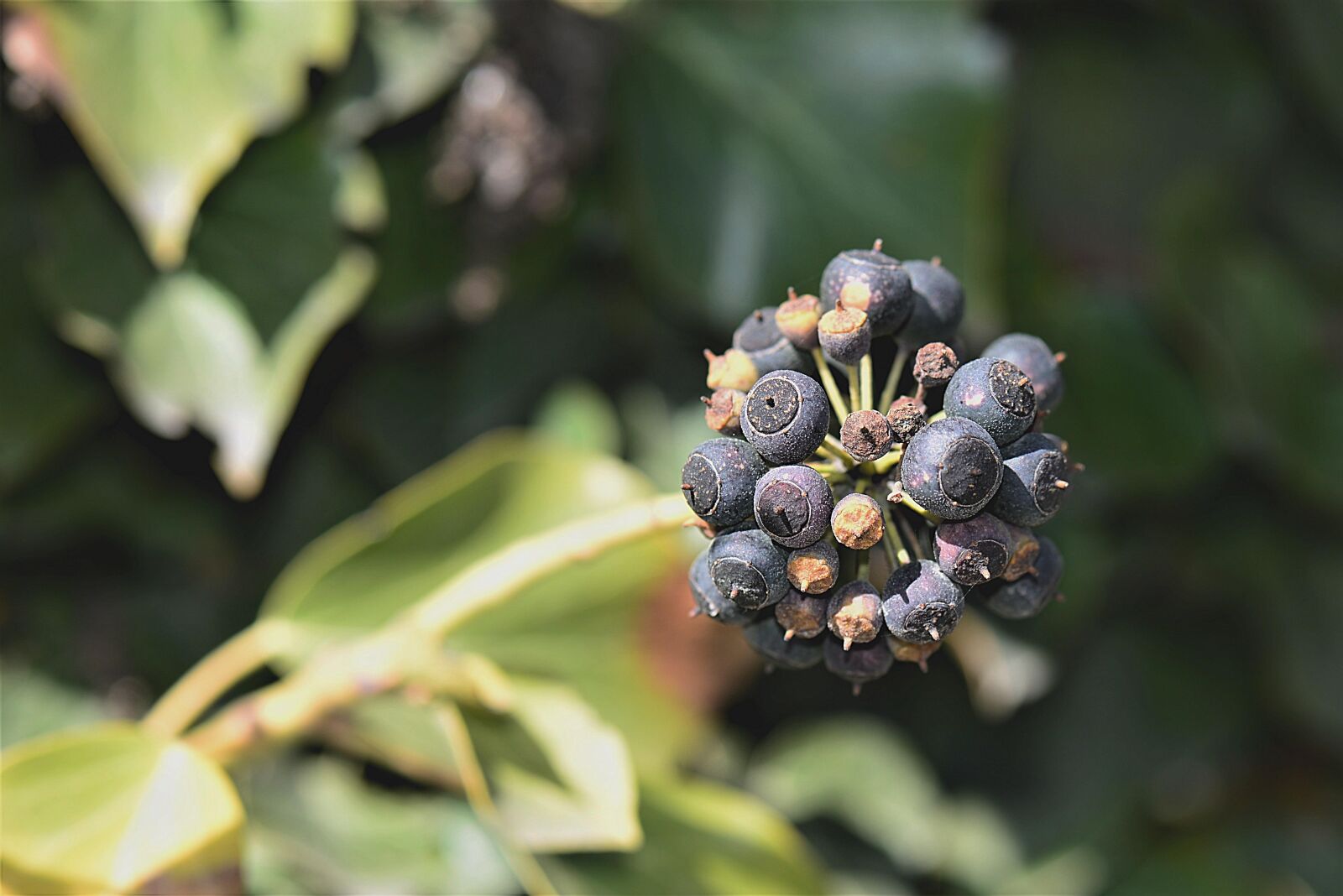 Nikon D610 sample photo. Ivy, fruits, over ripe photography