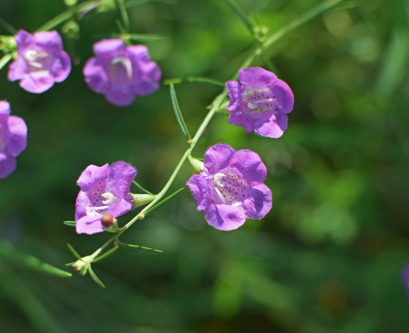 Nikon D3300 sample photo. Creeping eryngo, wildflower, flower photography