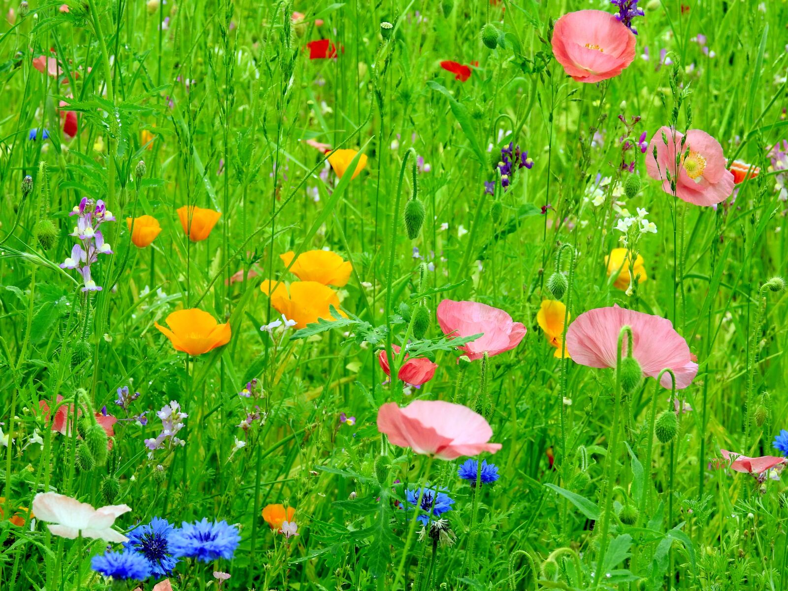 Nikon Coolpix P900 sample photo. Flowers, meadow, summer photography