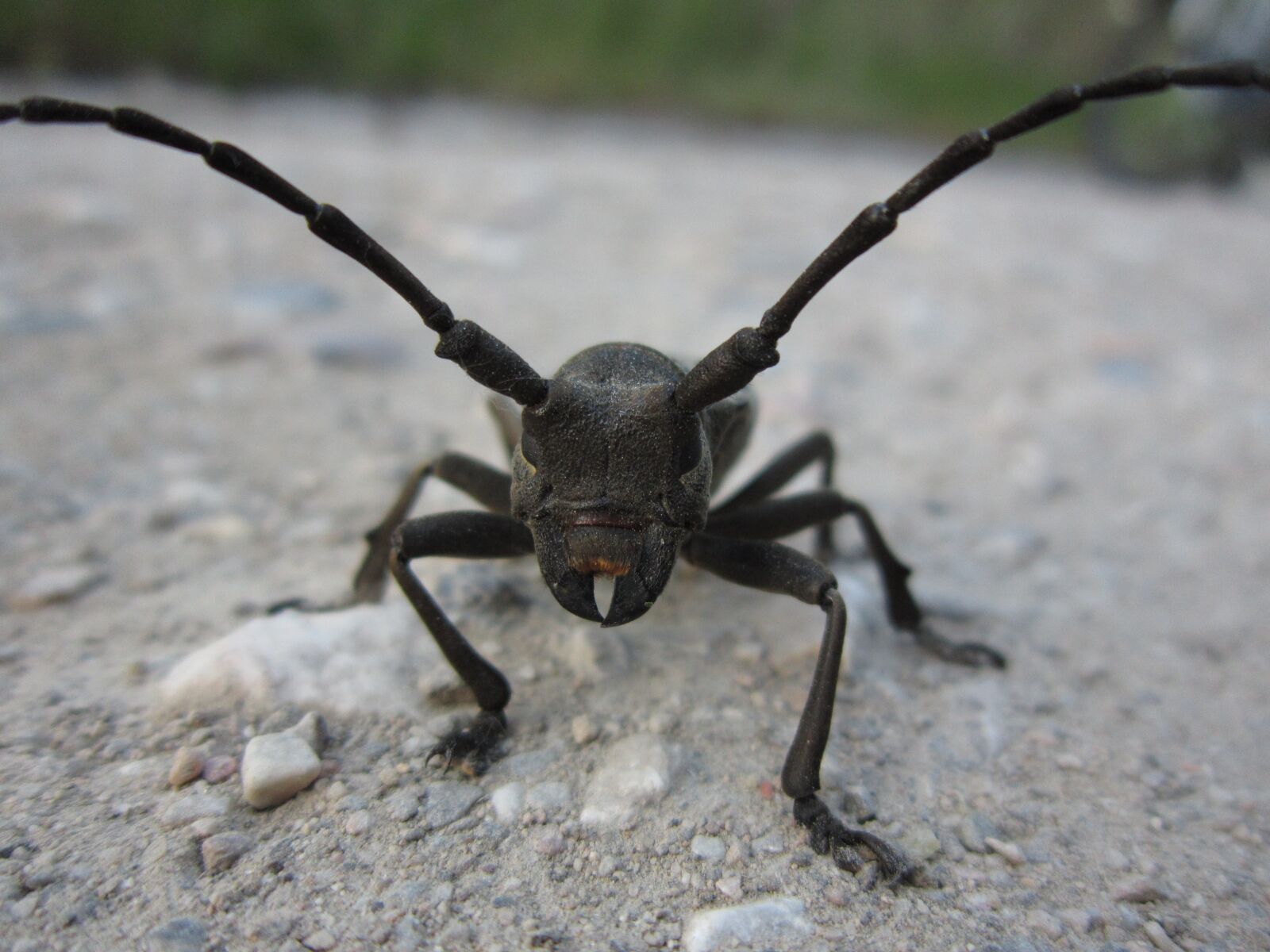 Canon PowerShot A3300 IS sample photo. Beetle, coleoptera, morimus funereus photography