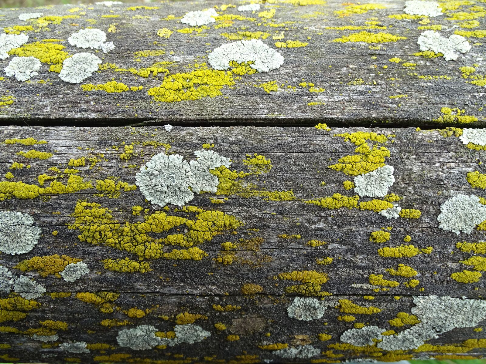 Sony Cyber-shot DSC-HX400V sample photo. Weave, wood, nature photography