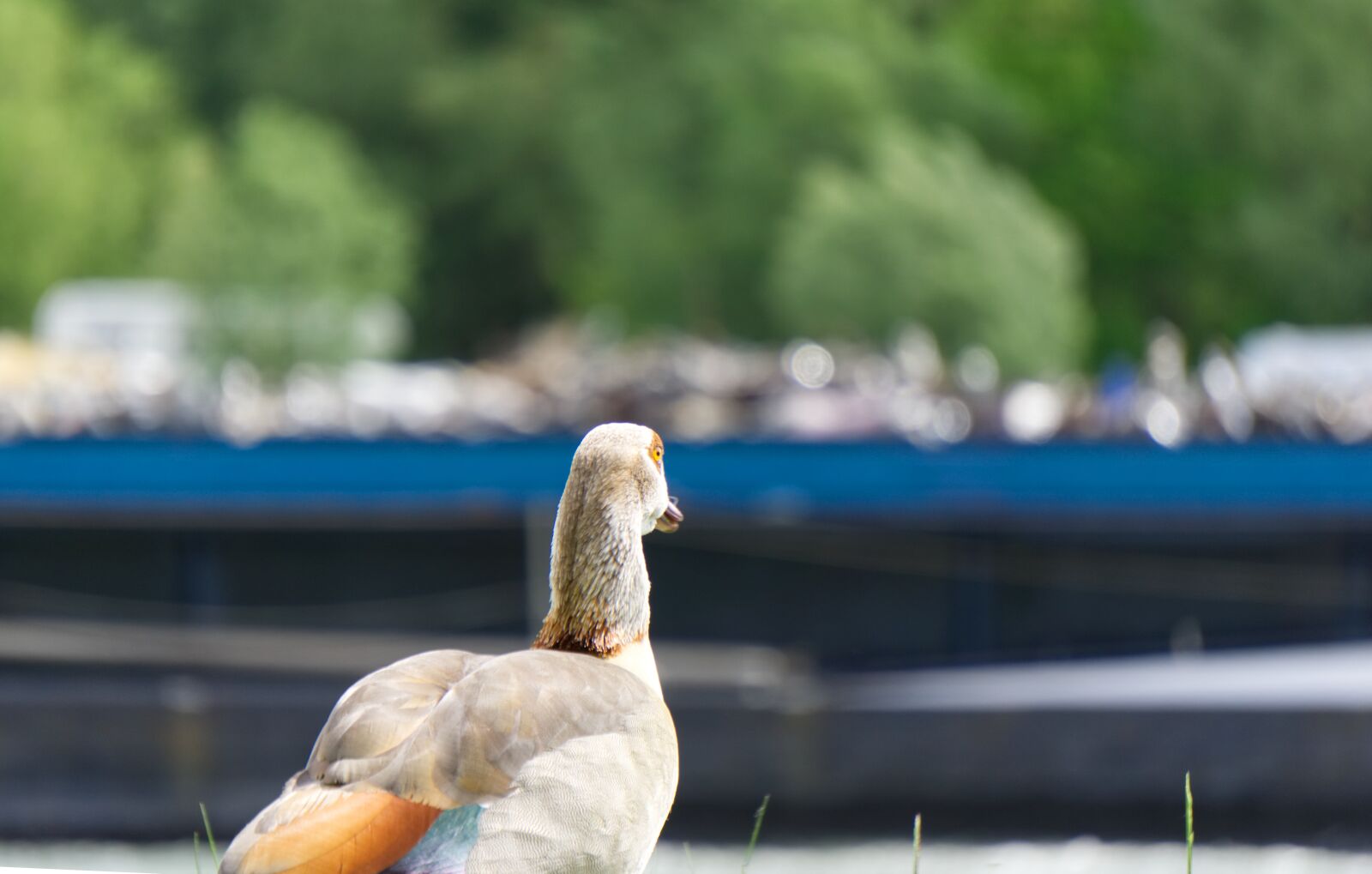 Sony a6000 sample photo. Nilgans, duck, animal photography