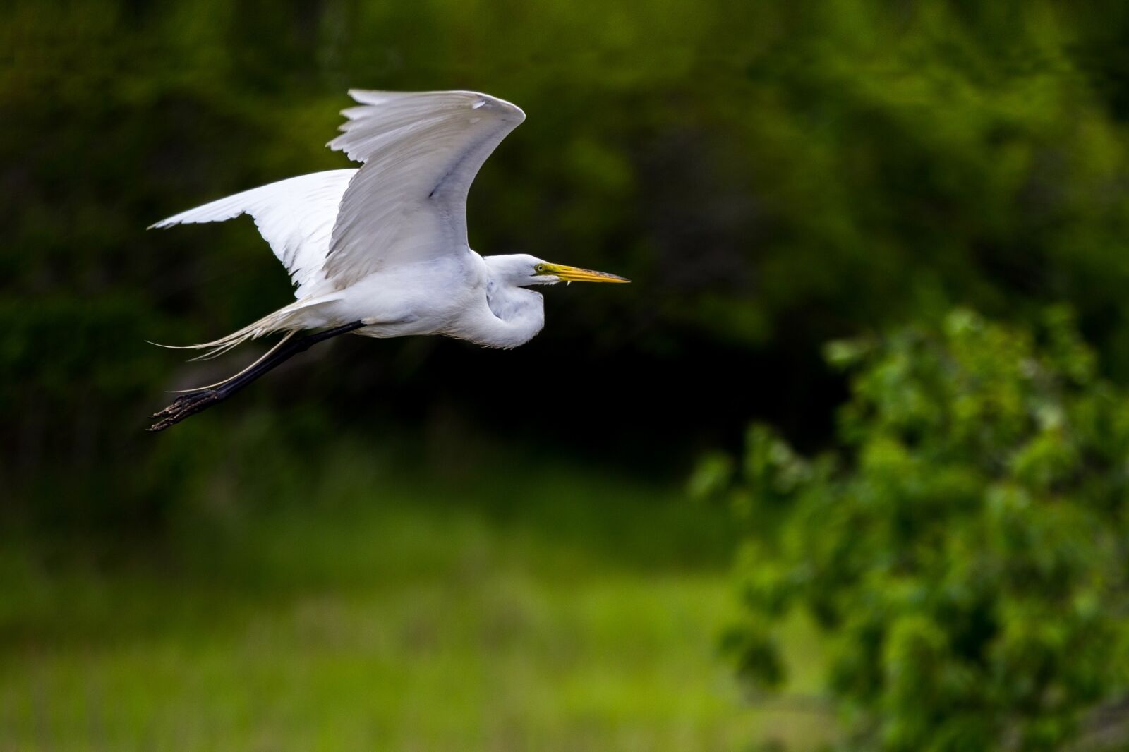 Canon EOS 600D (Rebel EOS T3i / EOS Kiss X5) + Canon EF 70-200mm F2.8L IS II USM sample photo. Great egret, bird, wildlife photography