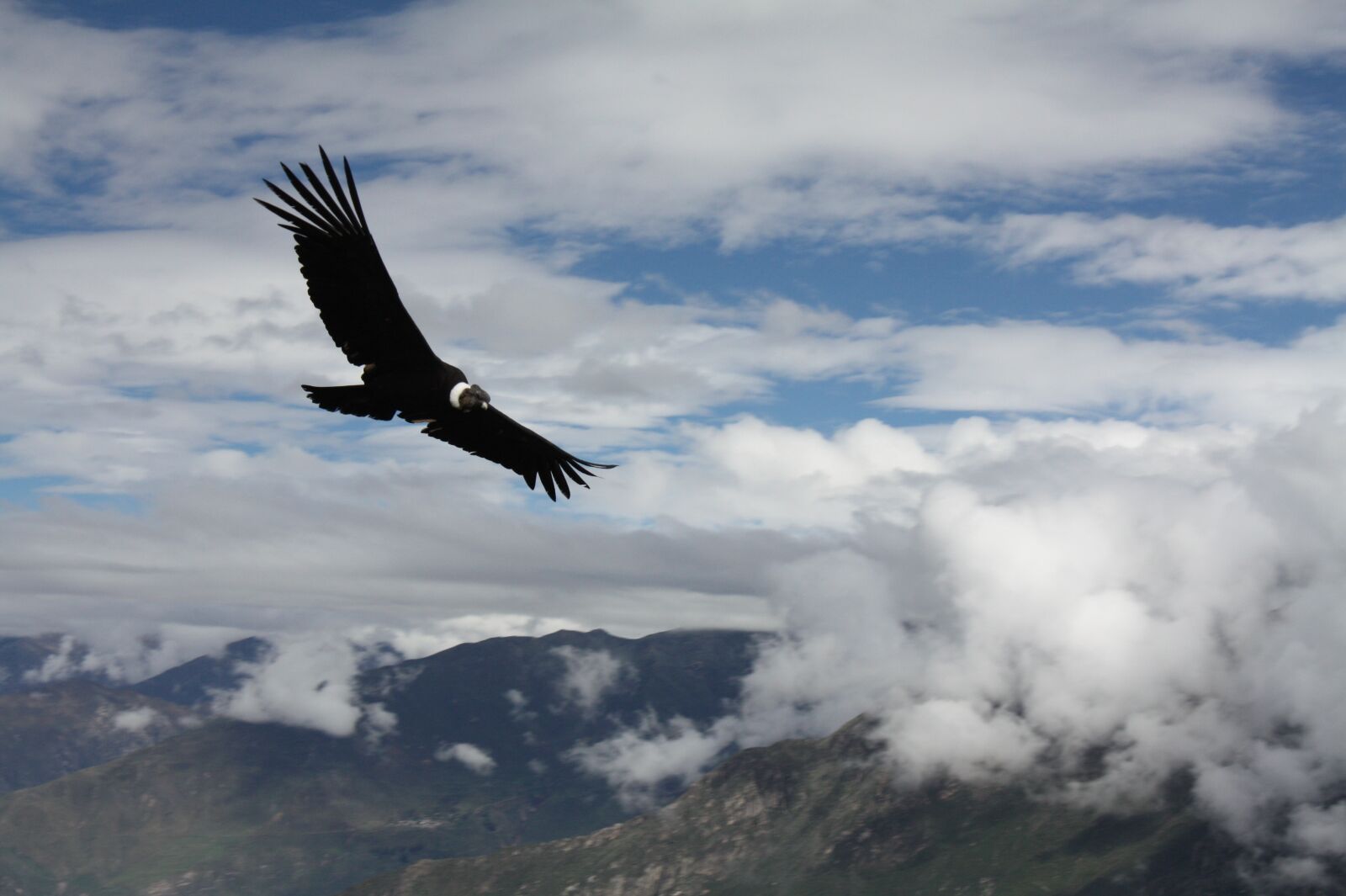 Canon EOS 450D (EOS Rebel XSi / EOS Kiss X2) sample photo. Condor, peru, animal photography