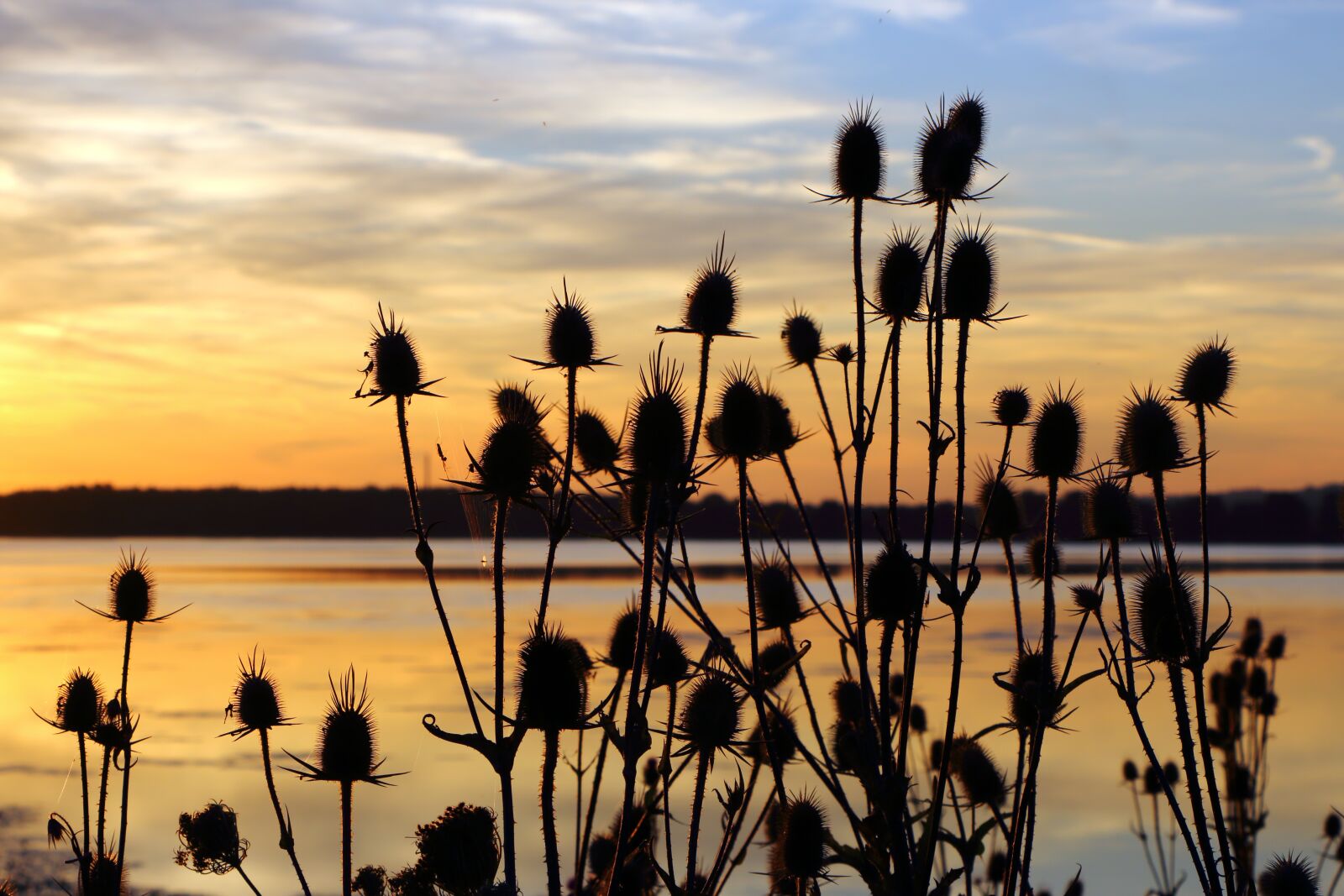 Canon EOS 70D + Canon EF-S 18-135mm F3.5-5.6 IS STM sample photo. Teasel, sunset, thistle photography
