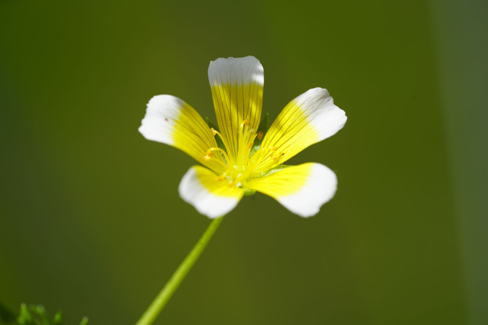 Sony a7R II + Sony FE 90mm F2.8 Macro G OSS sample photo. Blossom, bloom, flower photography