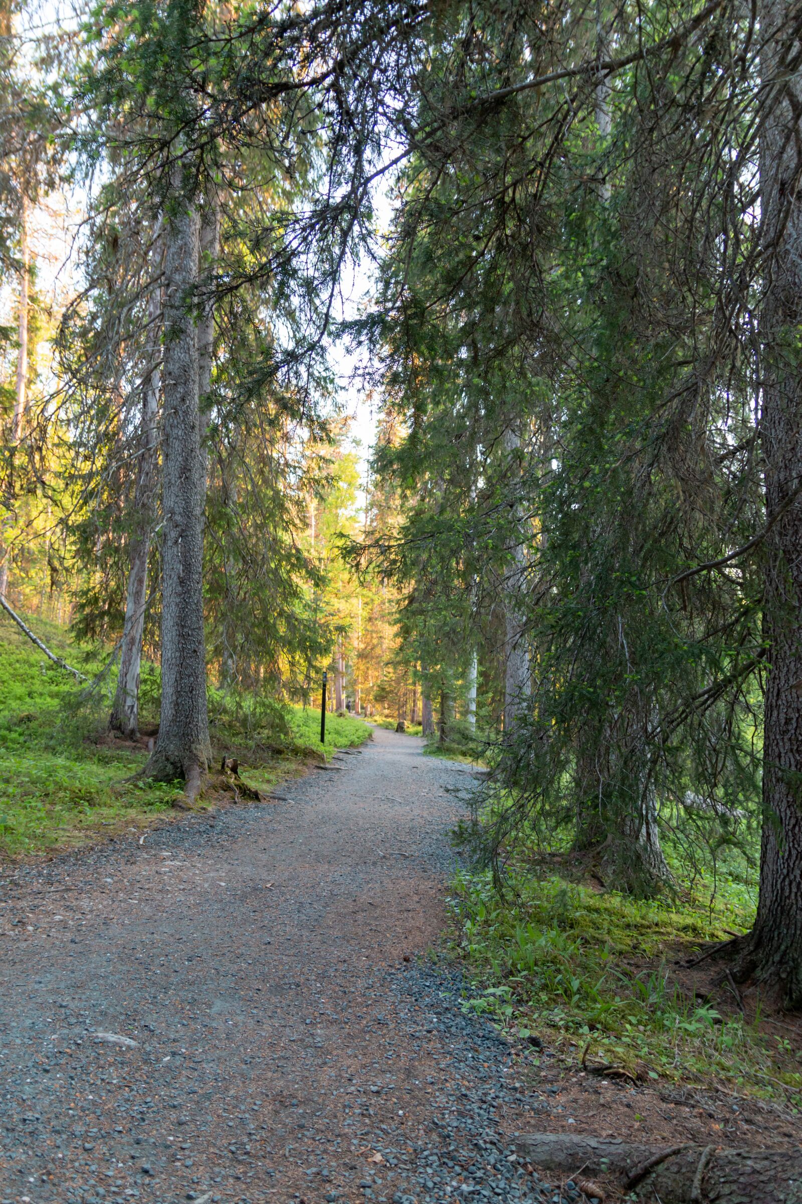 Canon EOS 70D sample photo. Path, hiking, finland photography