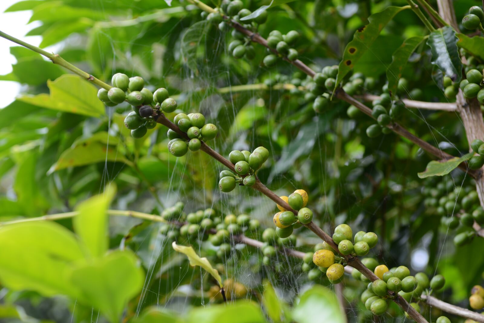 Nikon D7100 sample photo. Coffee, coffee tree, spider photography