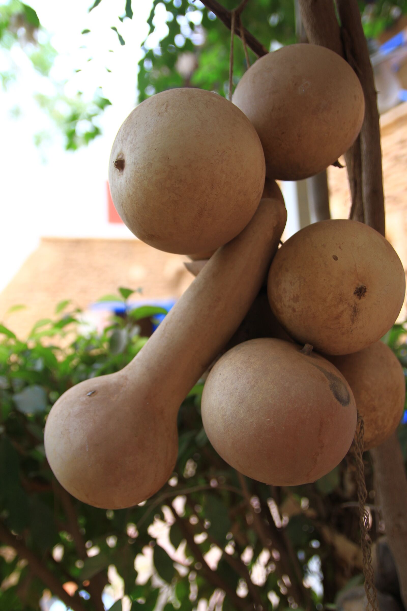 Canon EOS 7D sample photo. Sudan, fruit, dry photography