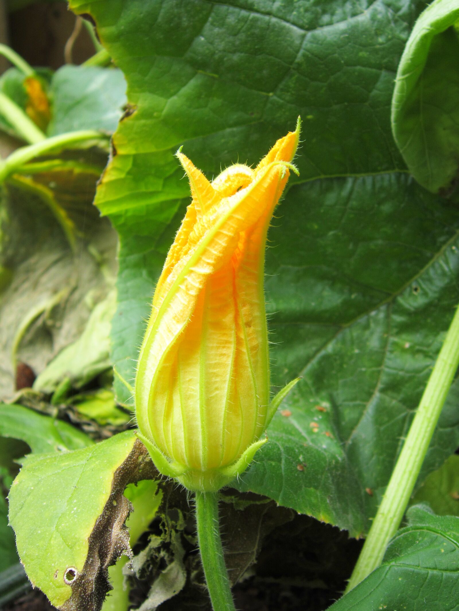 Canon PowerShot A3300 IS sample photo. Flower, pumpkin photography