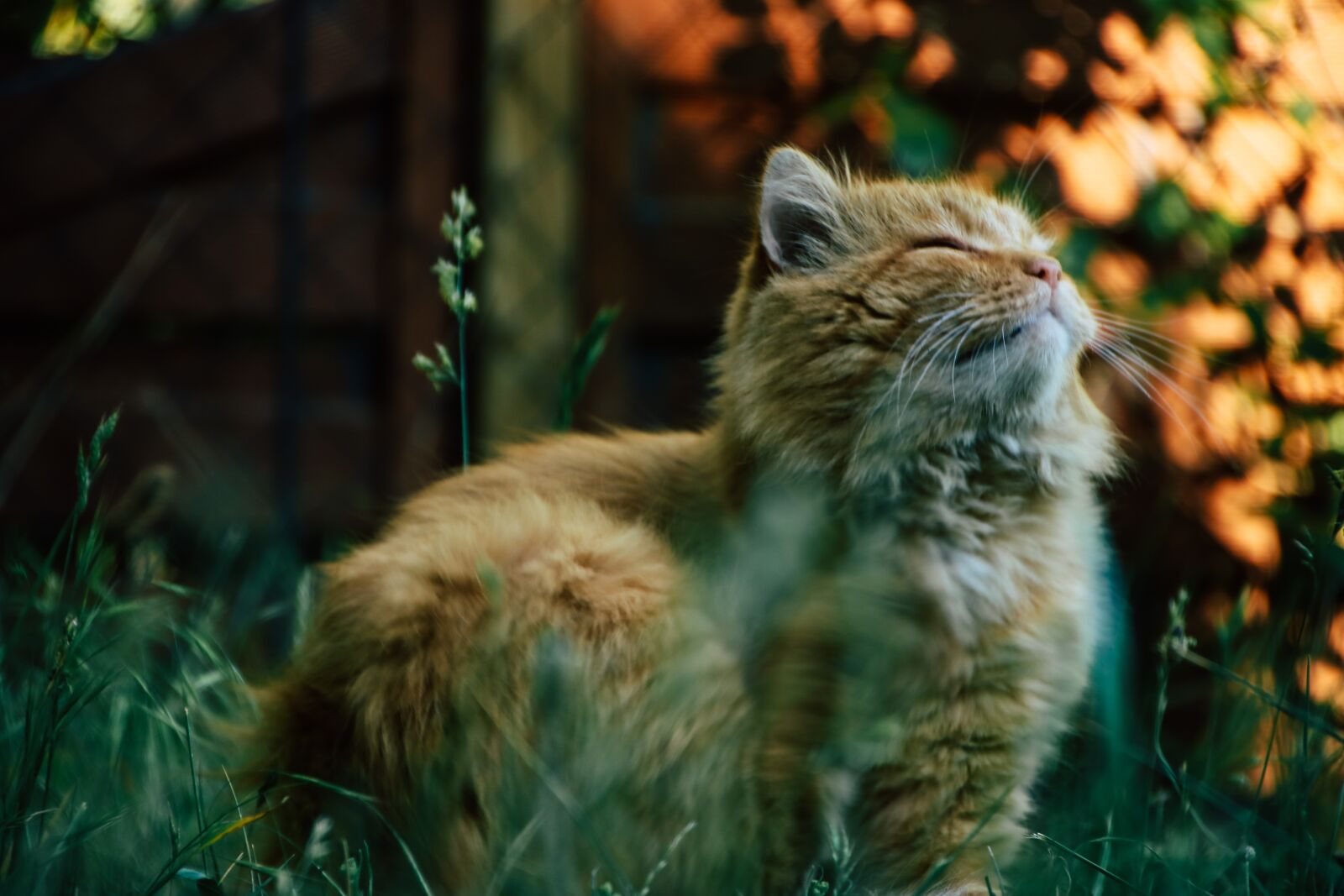 Canon EOS 750D (EOS Rebel T6i / EOS Kiss X8i) sample photo. Cat, manor, outside photography