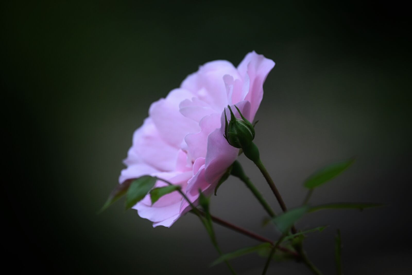 Nikon Z6 sample photo. Rose, blossom, bloom photography