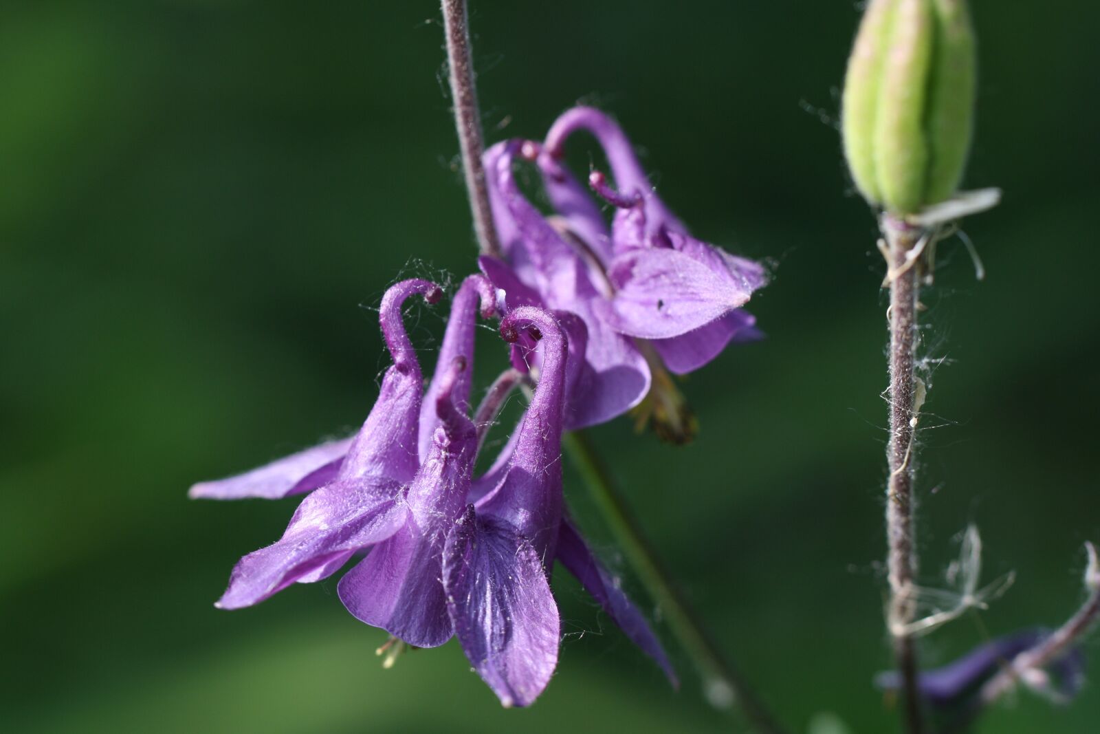Canon EOS 1000D (EOS Digital Rebel XS / EOS Kiss F) sample photo. Columbine, spring, blossom photography