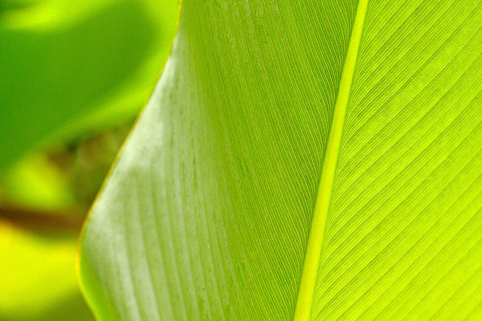 Canon EOS 5D Mark II sample photo. Leaf, ecology, tree photography