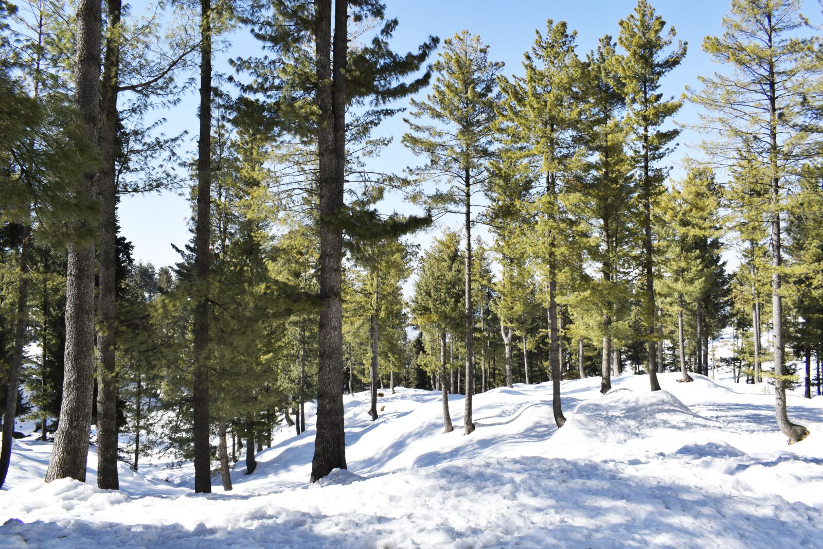 Nikon D5300 sample photo. Mountains, pines, pine photography