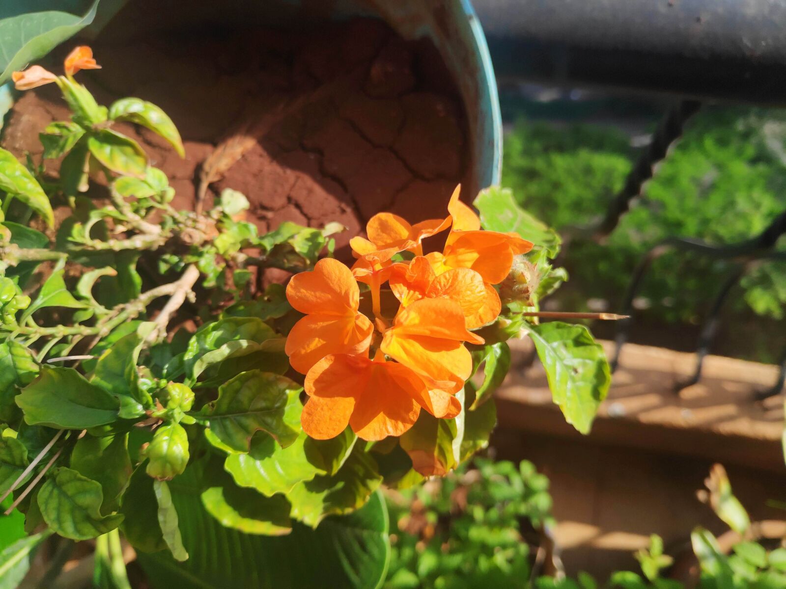 Xiaomi POCO F1 sample photo. Aboli, jagdish gosavi, terrace photography