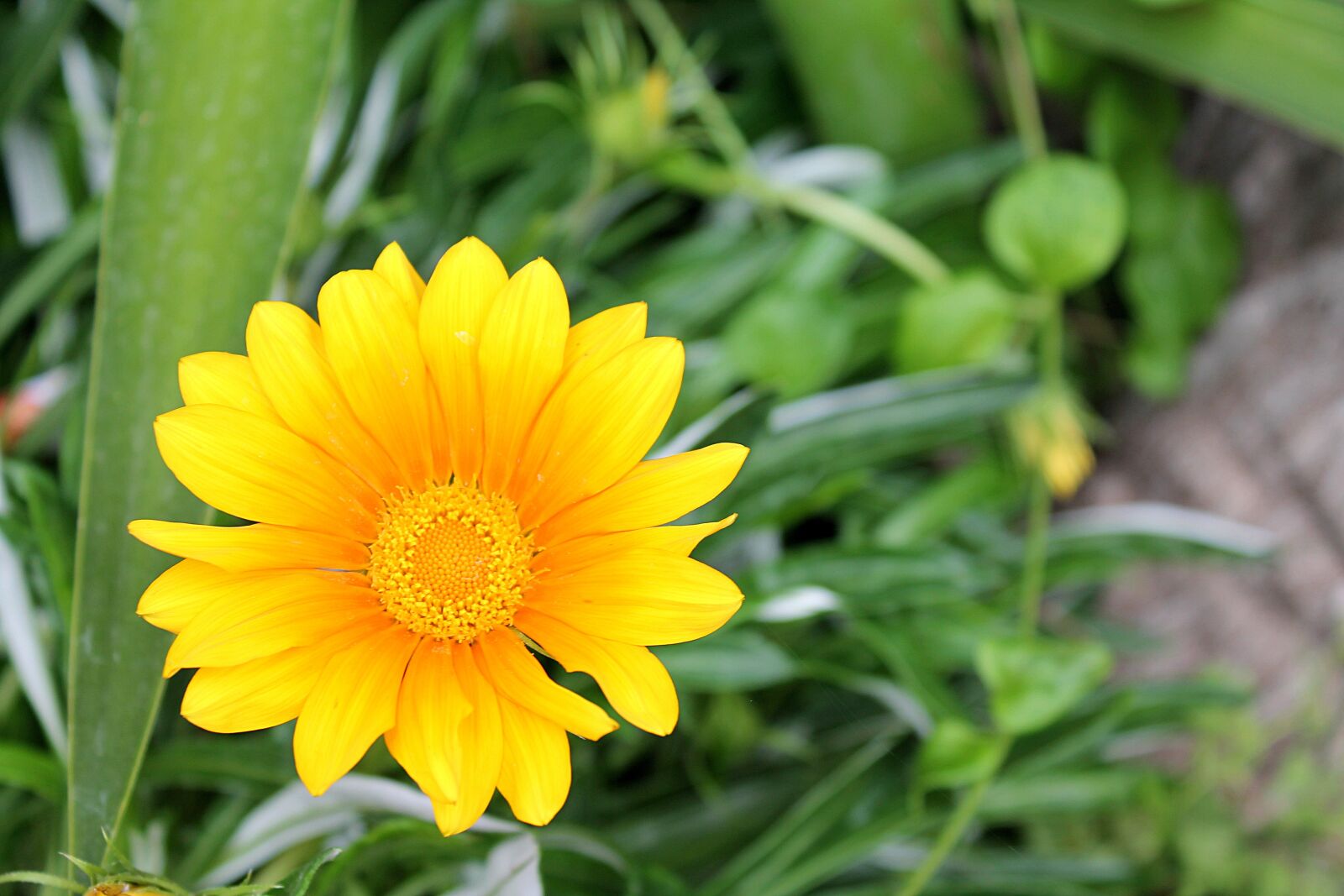 Canon EOS 1100D (EOS Rebel T3 / EOS Kiss X50) sample photo. Gazania, gazania harsh, aster photography
