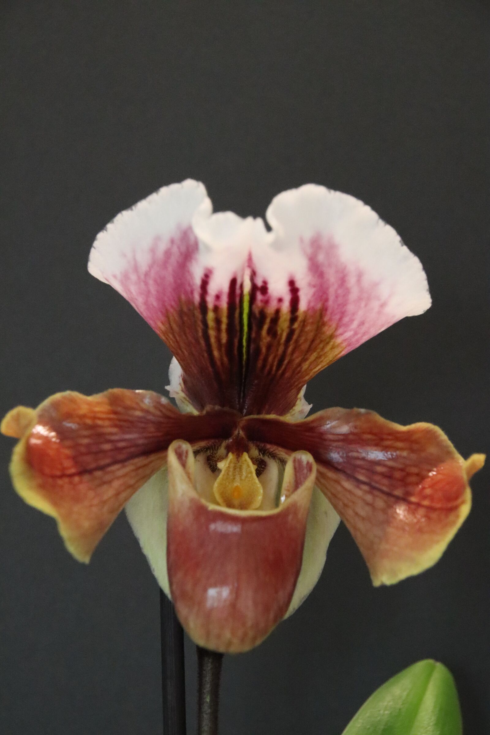 Canon EOS M50 (EOS Kiss M) sample photo. Orchid, blossom, bloom photography