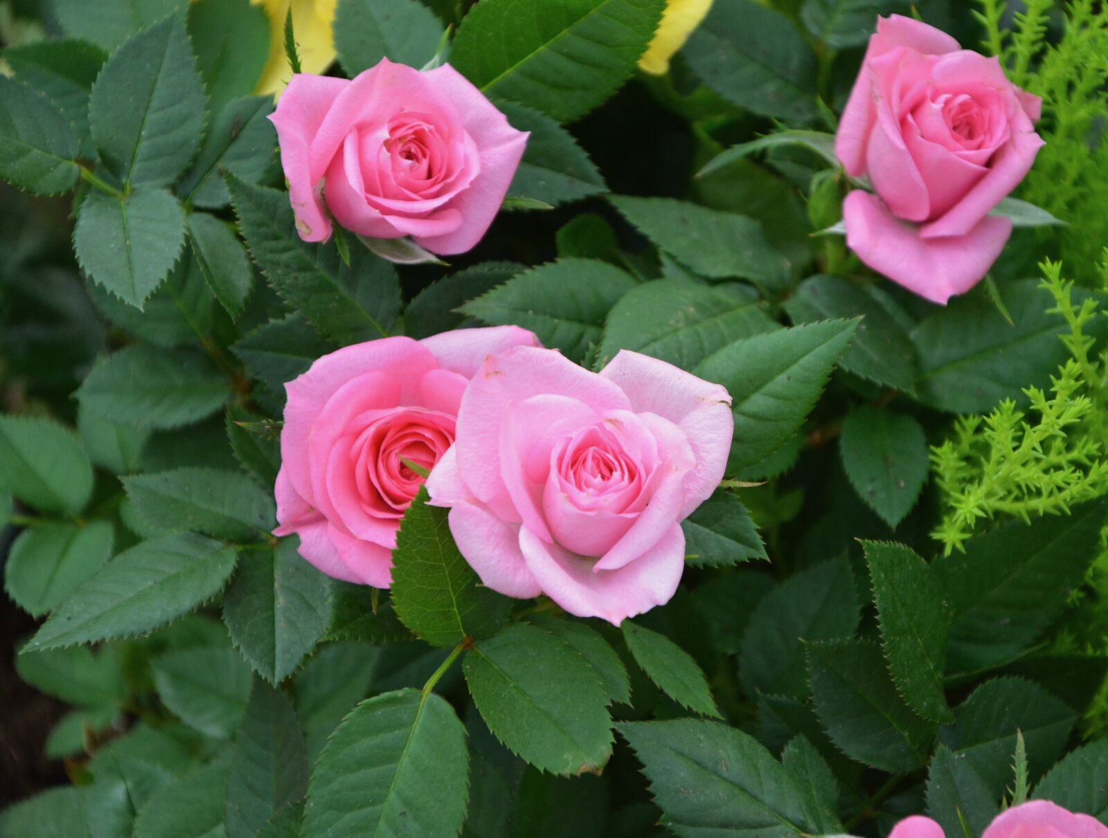 Nikon D5200 sample photo. Pink, roses, color pink photography