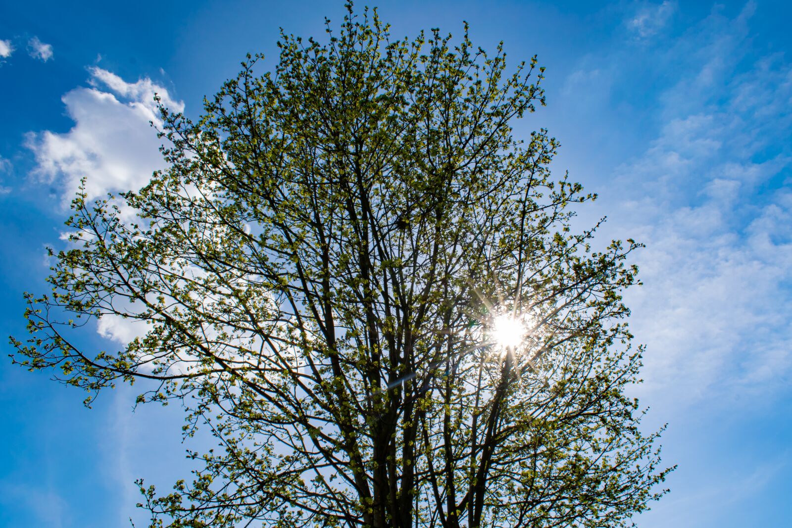 Nikon D5300 sample photo. Crown, spring, backlighting photography
