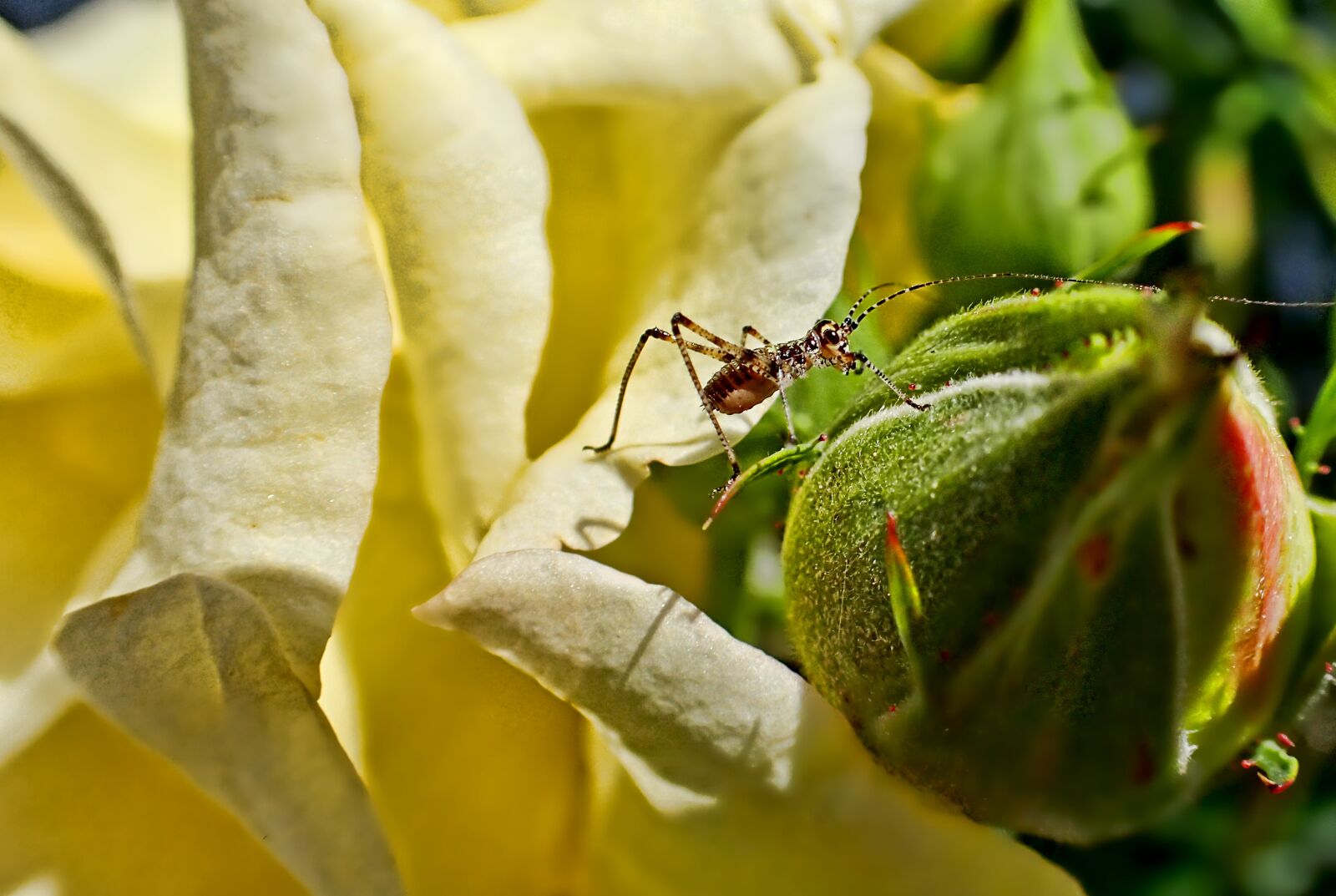 Olympus TG-3 sample photo. Leaf, nature, plant photography