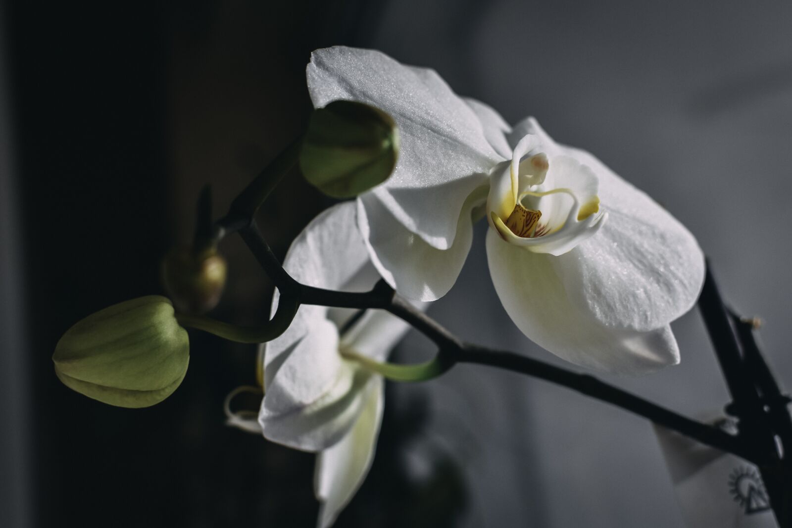 Nikon D7200 sample photo. White, orchid, bloom photography