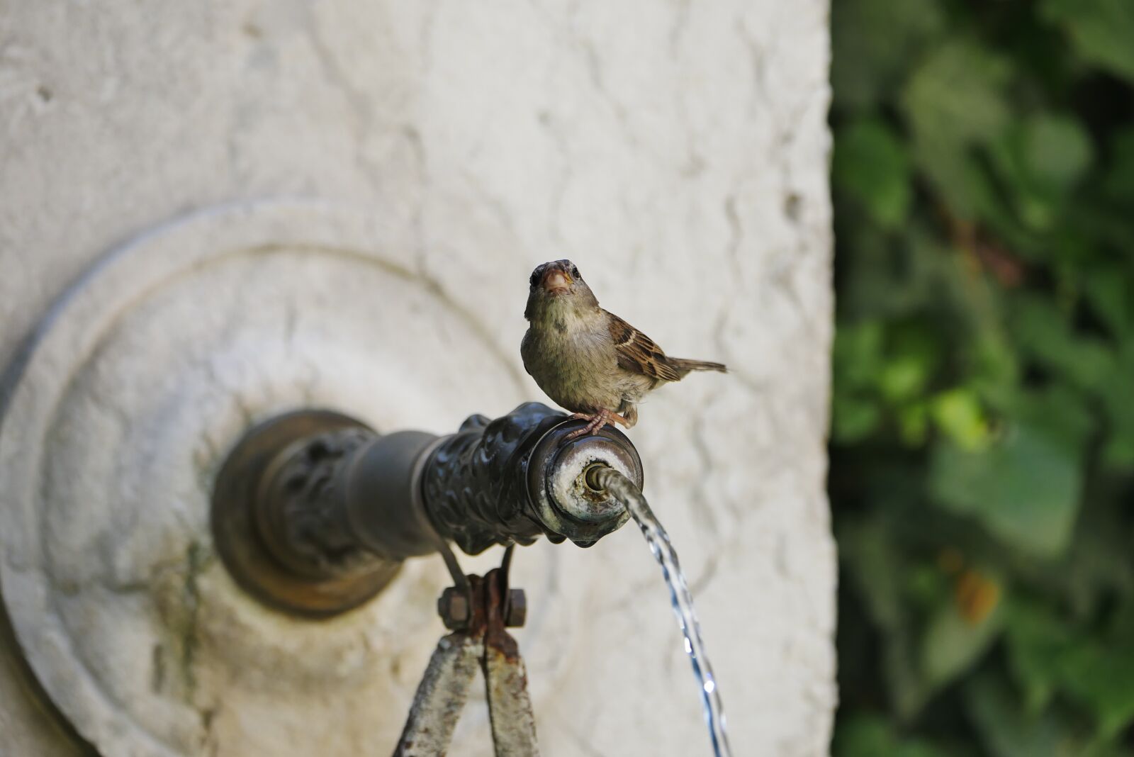 Panasonic DMC-G81 sample photo. Bird, fountain, summer photography
