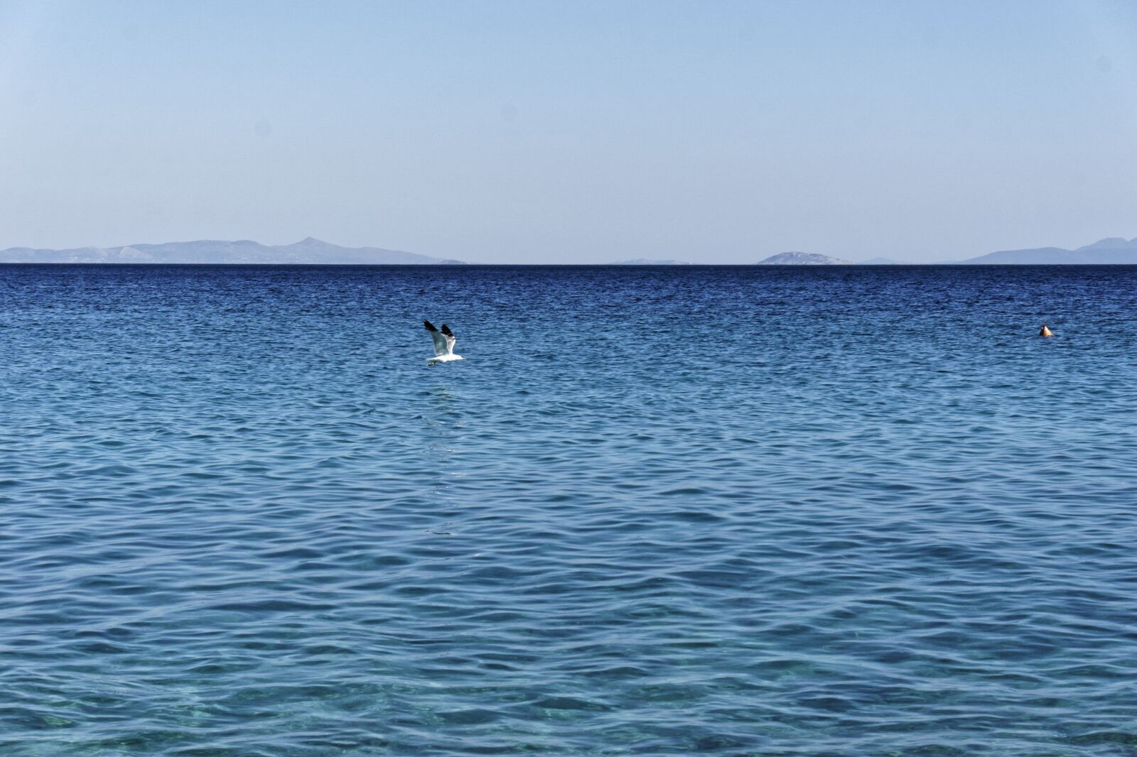 Sony a6000 sample photo. Seagull, flying, freedom photography