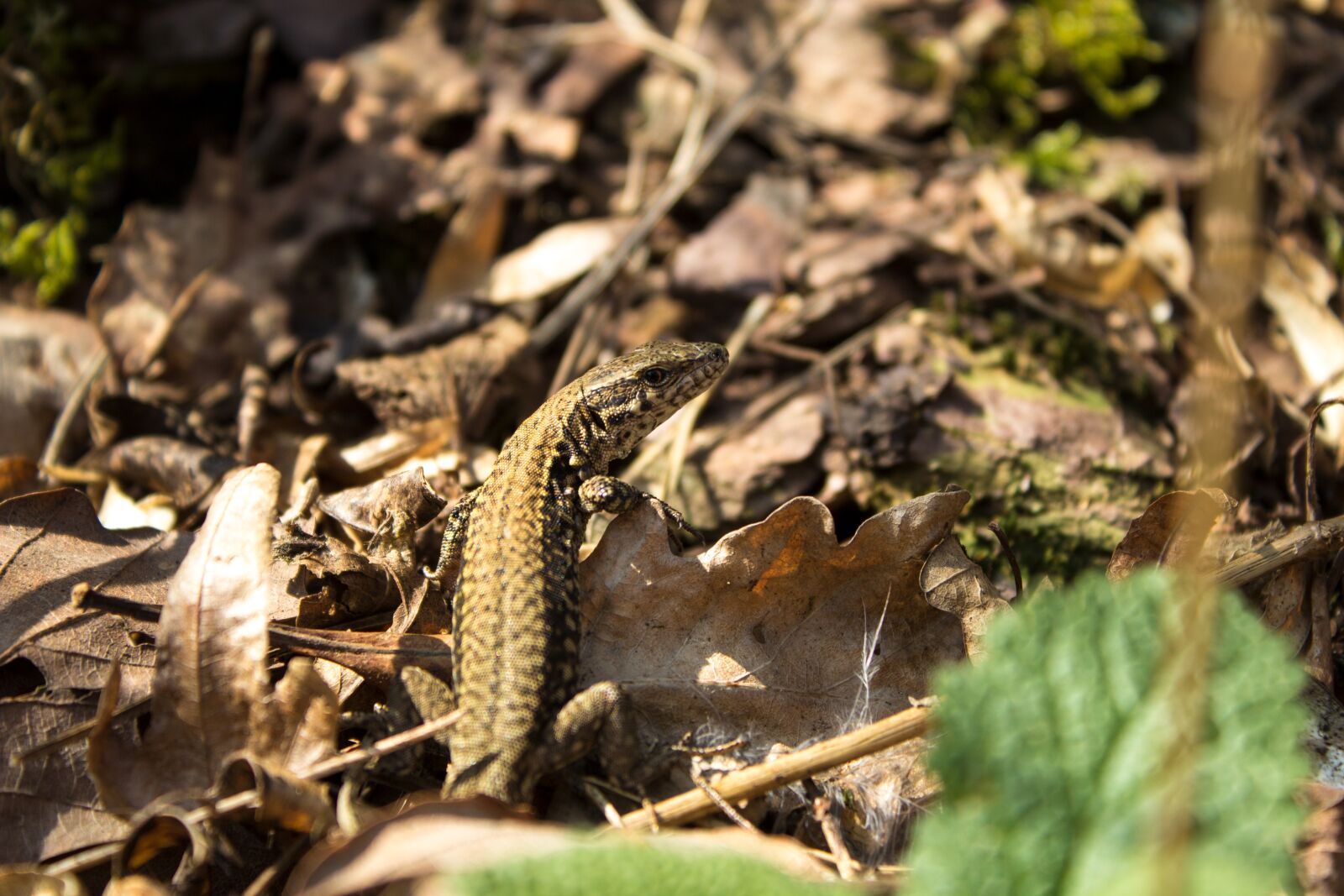 Canon EOS 600D (Rebel EOS T3i / EOS Kiss X5) sample photo. Exe, lizard, animal photography