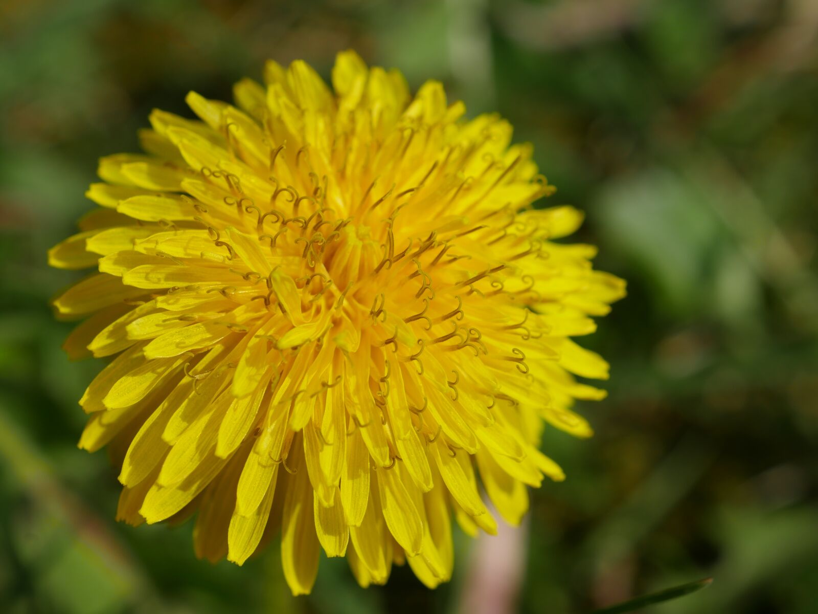 Panasonic Lumix DMC-GX8 sample photo. Dandelion, yellow, close up photography
